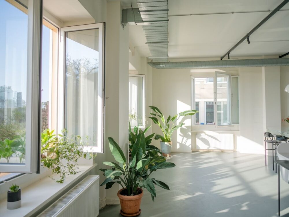 rośliny poprawiające powietrze