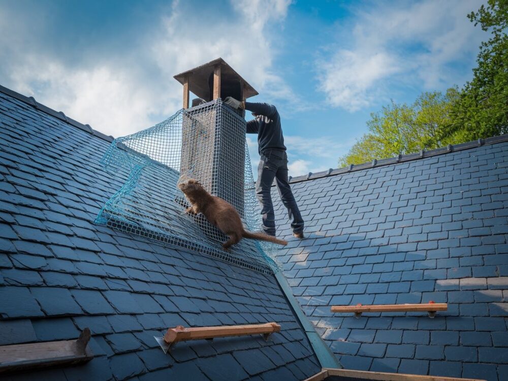 siatka ochronna na dachu